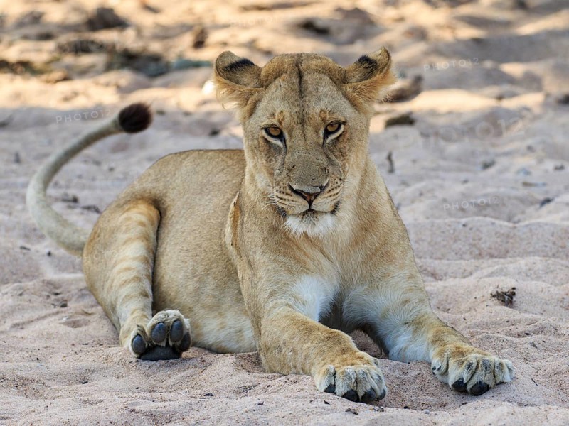 Lioness