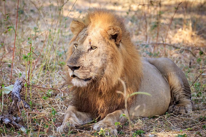 Lion
