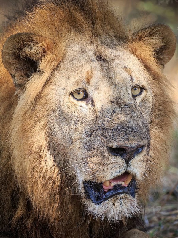 Lion