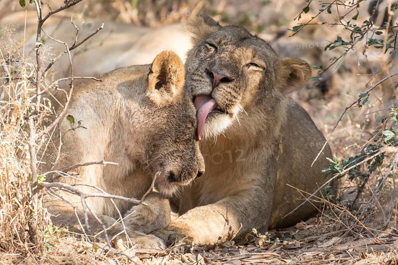 Lions