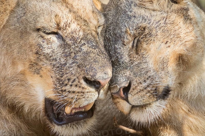 Lions