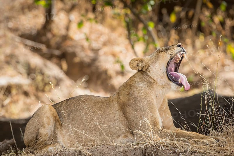 Lioness