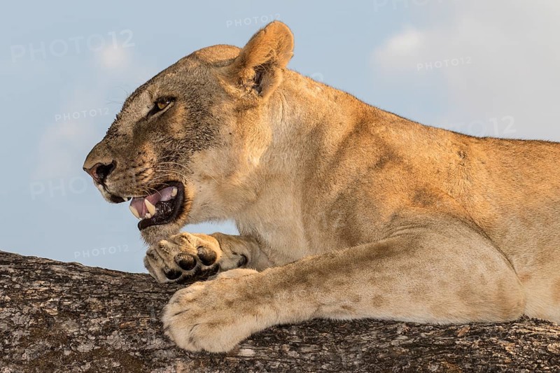Lioness