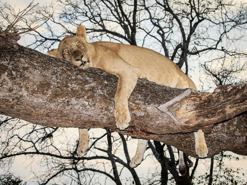 Lioness
