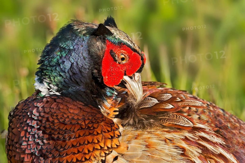 Pheasant