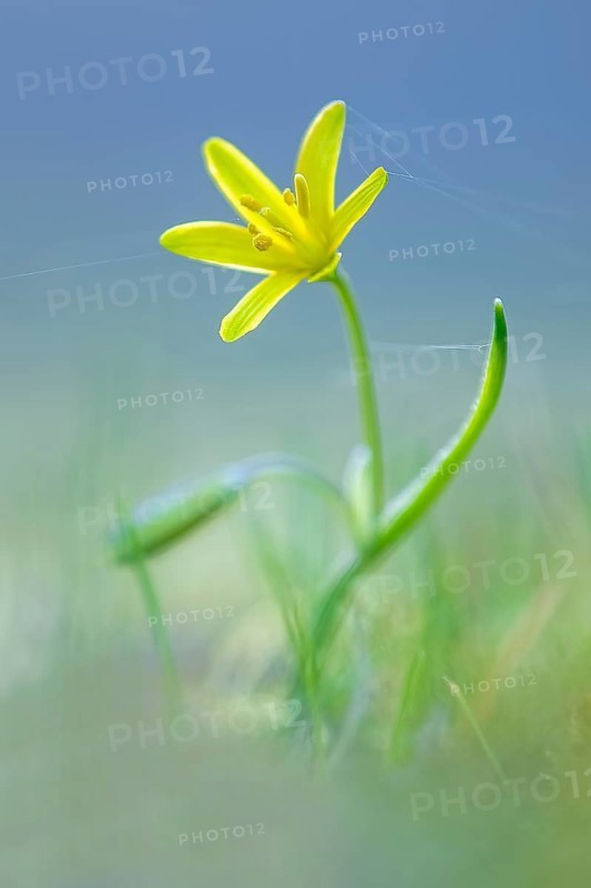 Yellow Star-of-Bethlehem