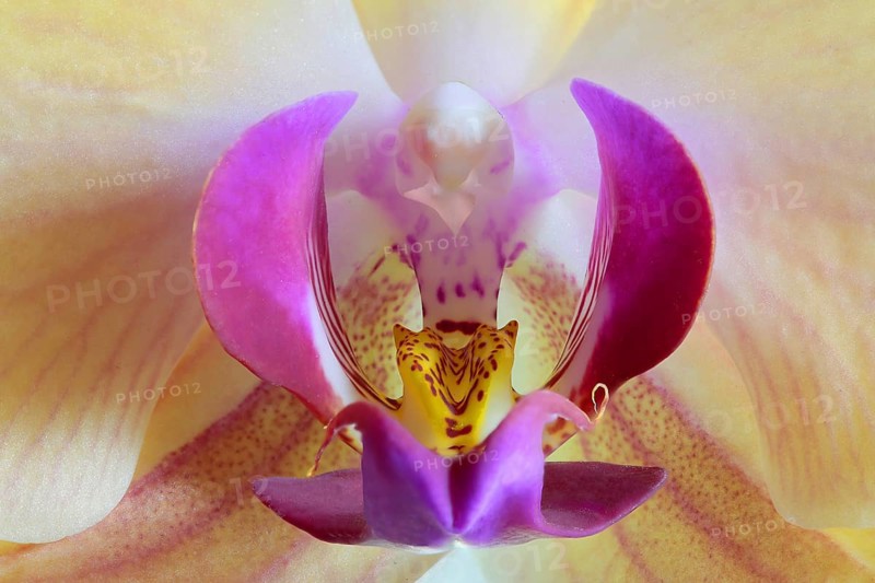 Moth orchid