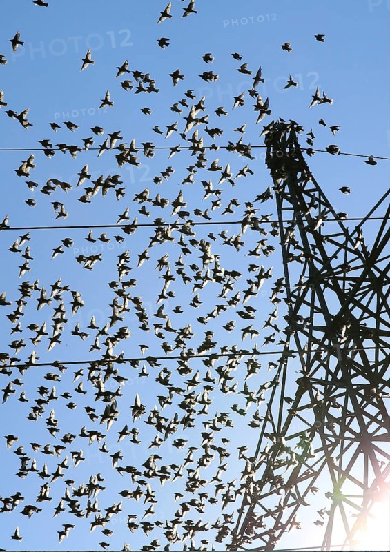 Common starlings