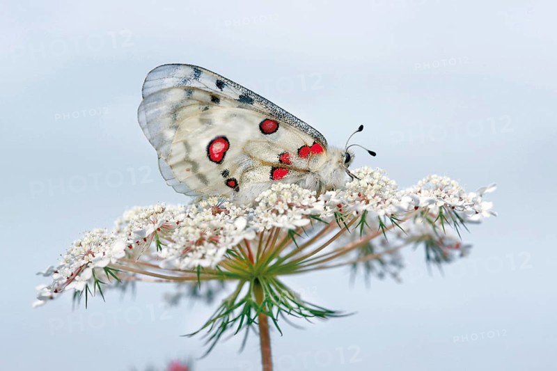 Apollo butterfly