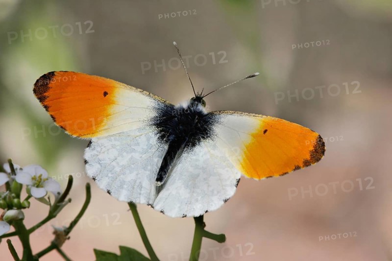 Orange tip butterfly