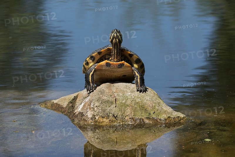 Portrait of yellow-bellied slider