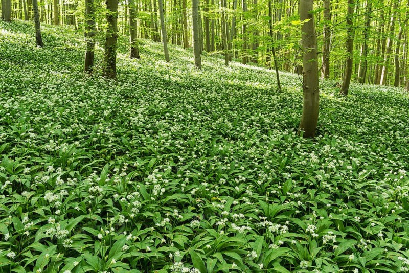 Wild garlic