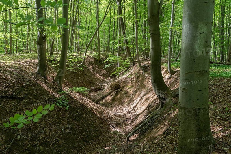 Gully in a beech forest