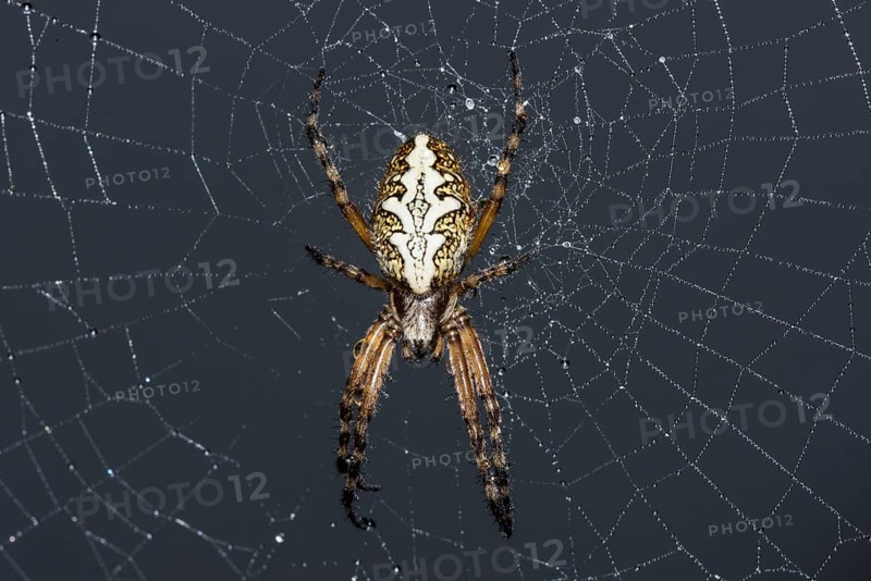 Oak spider