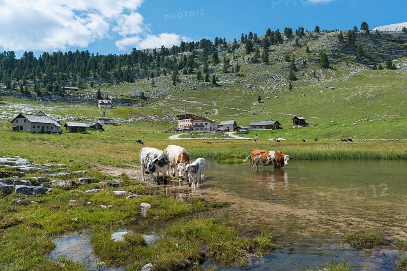 Cows standing in lake