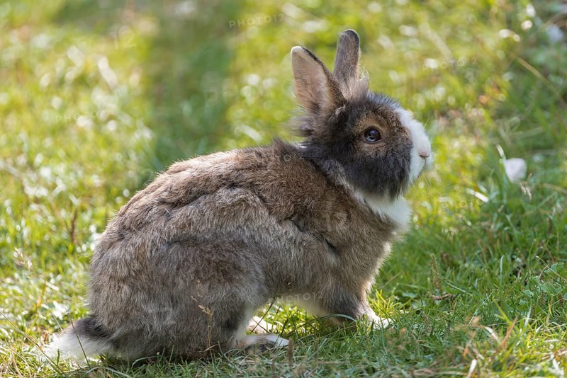 European or common rabbits