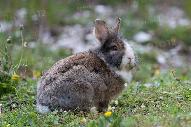 European or common rabbits