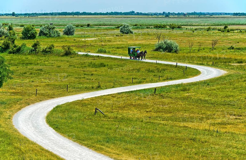 Ride in a horse-drawn carriage through the National Park Lake Neusiedl