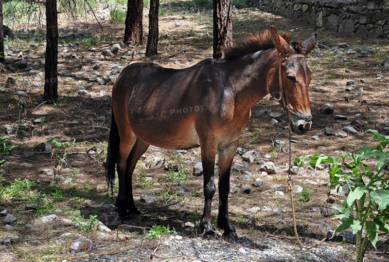 Donkey