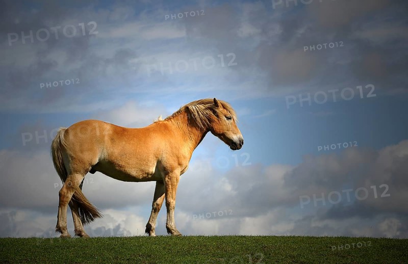 Brown horse