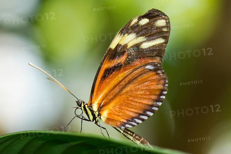 Tiger Longwing or Golden Hecale