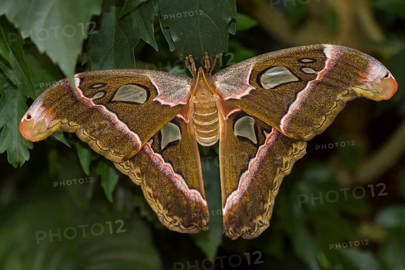 Atlas moth