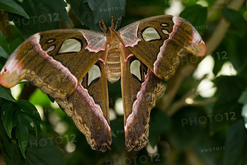 Atlas moth