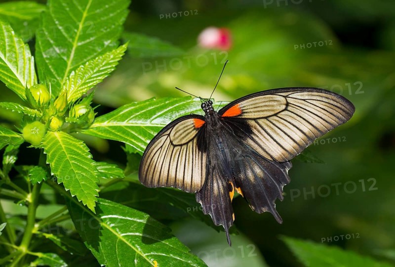 Swallowtail