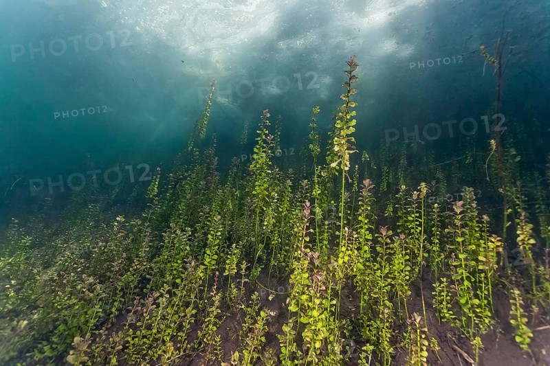 Pondweed