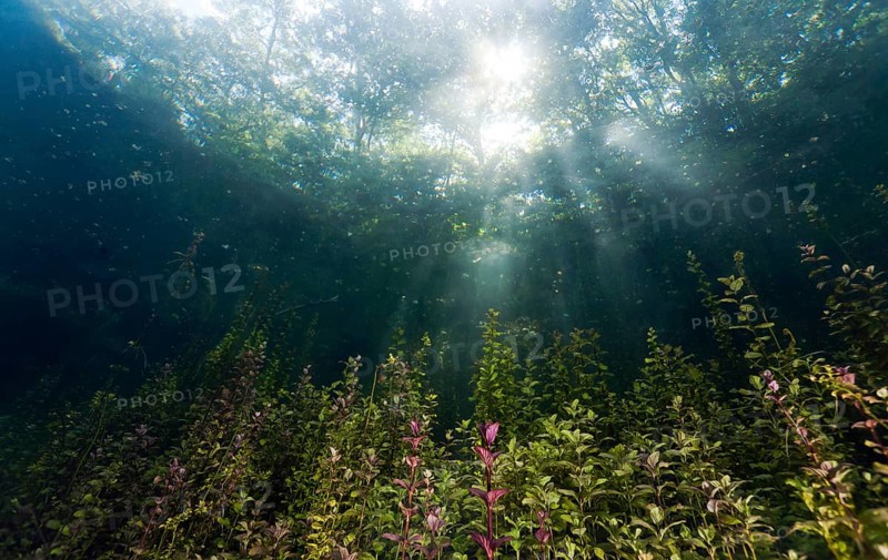 Pondweed