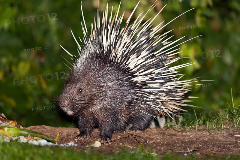 Malayan or Himalayan porcupine