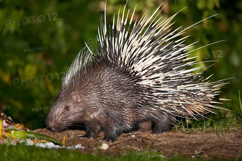 Malayan or Himalayan porcupine