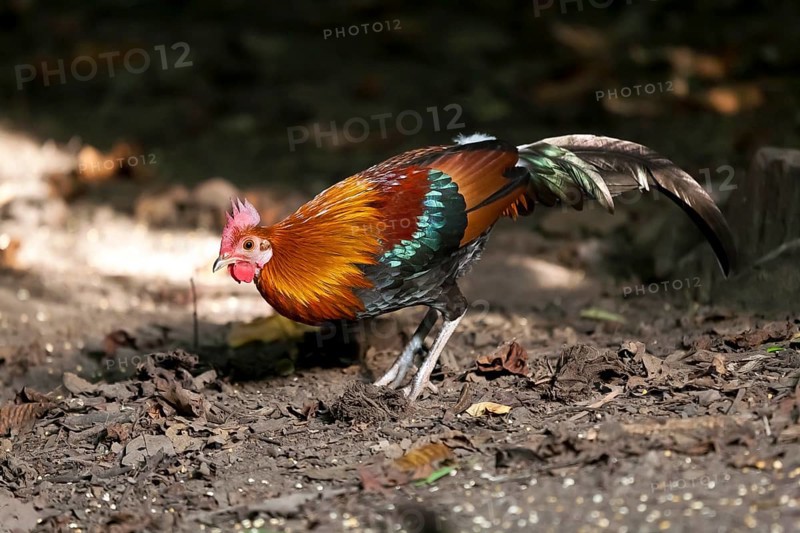 Male junglefowl