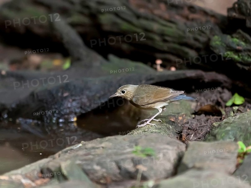 Siberian blue robin on the waterfront