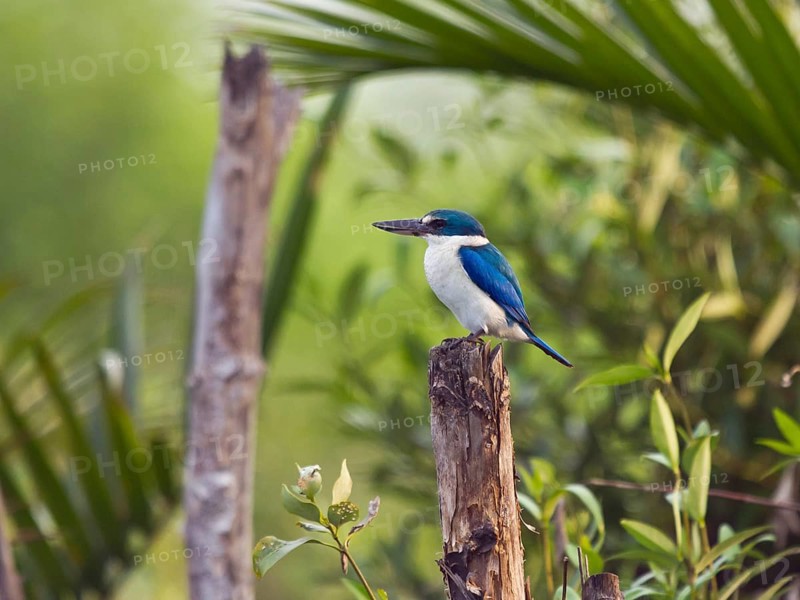 Collared kingfisher