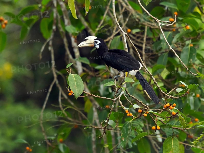 Oriental pied hornbill