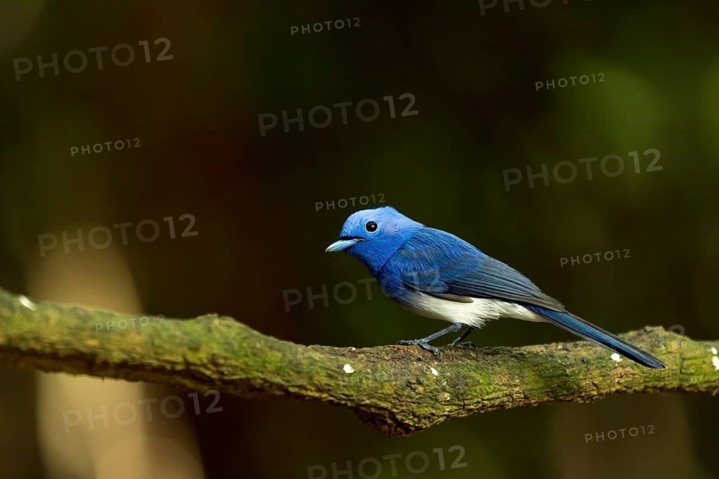 Black-naped monarch