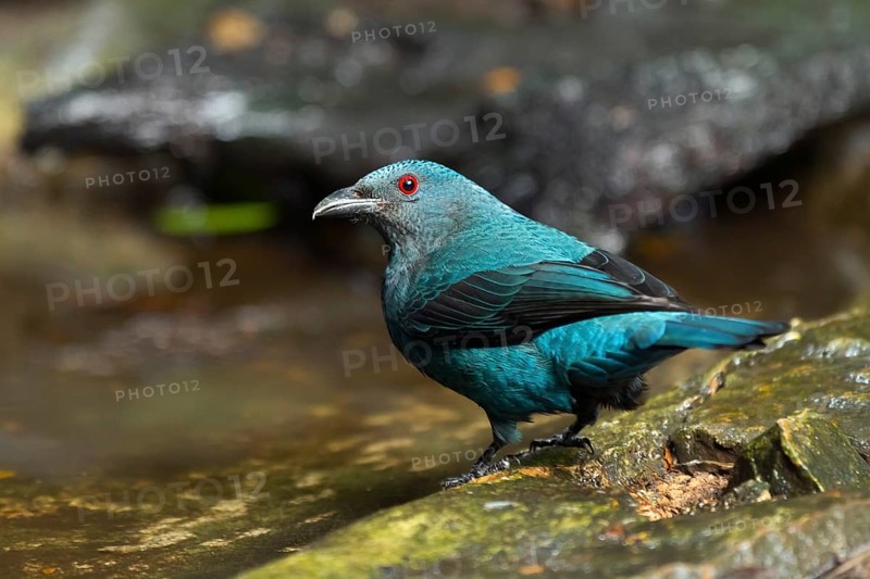 Female Asian fairy-bluebird
