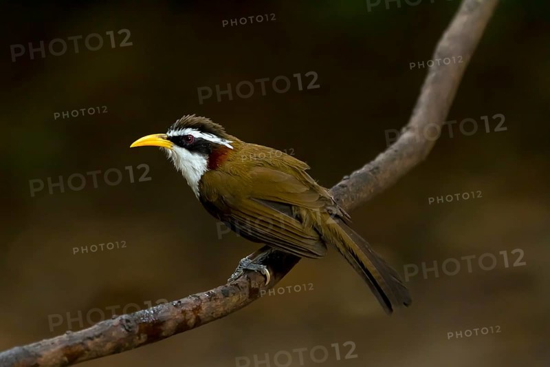 White-browed scimitar babbler