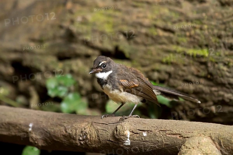Malaysian pied fantail