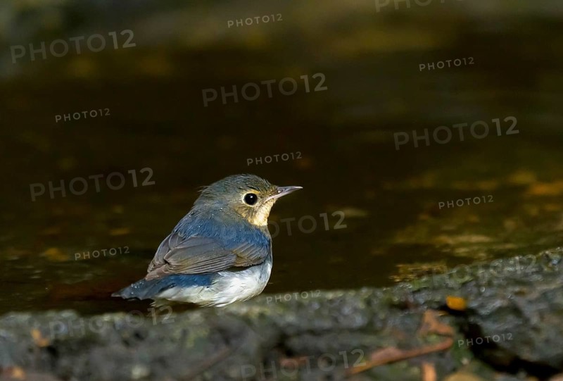 Juvenile Siberian blue robin