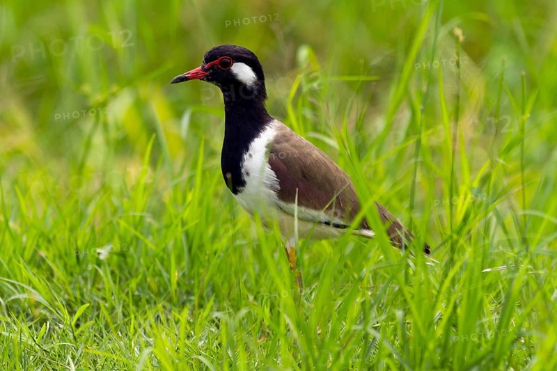 Red-wattled Lapwing