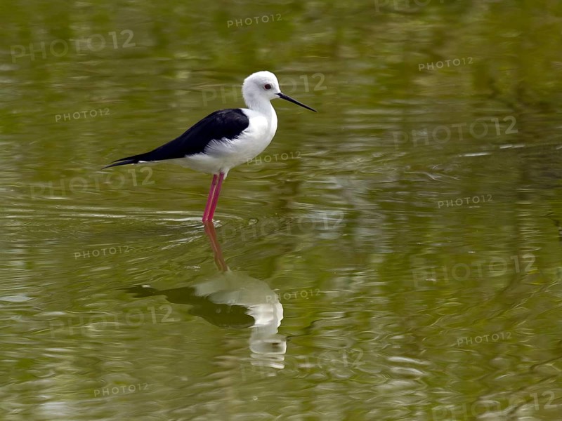 Black-winged stilt