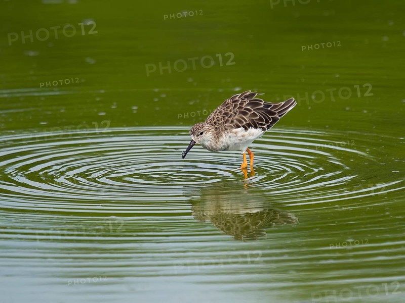 Temminck's stint