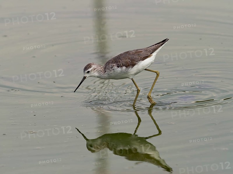 Marsh sandpiper