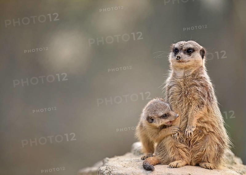 Meerkats
