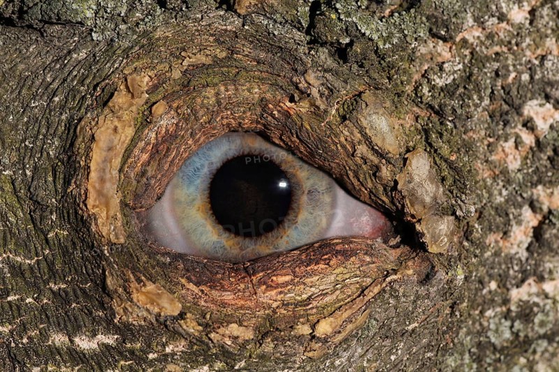 Eye looking through knothole in tree
