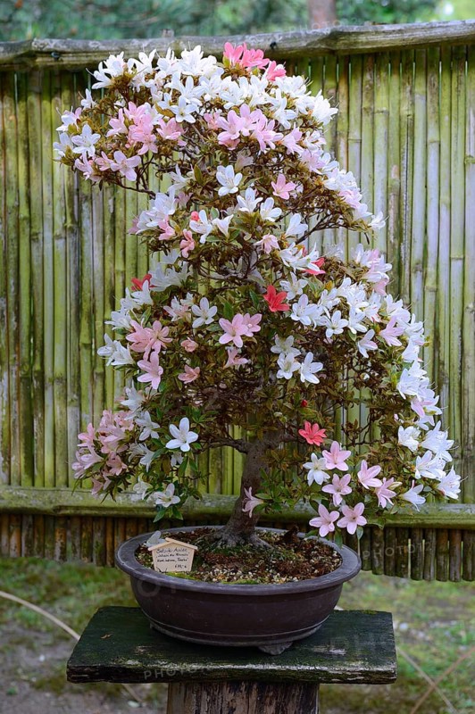 Satsuki azalea