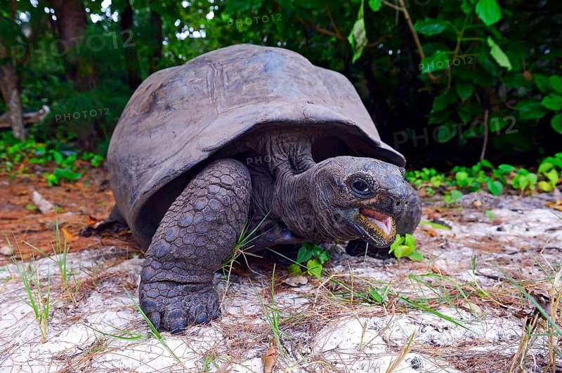 Aldabra Giant Tortoise
