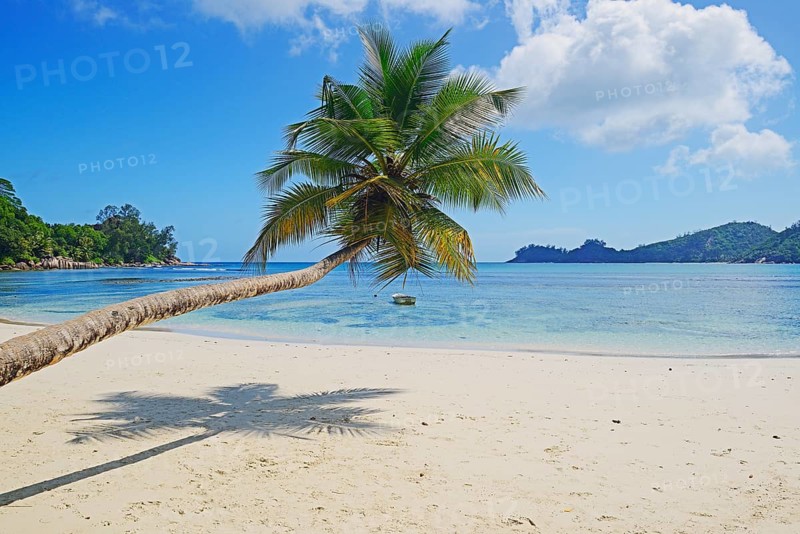 Overhanging coconut palm